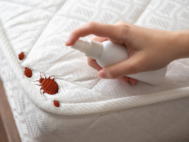 Best Bed Bug Extermination  in Moon Lake, FL