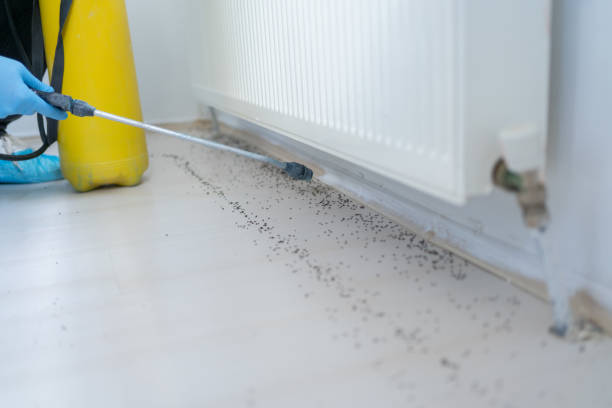 Professional Pest Control in Moon Lake, FL