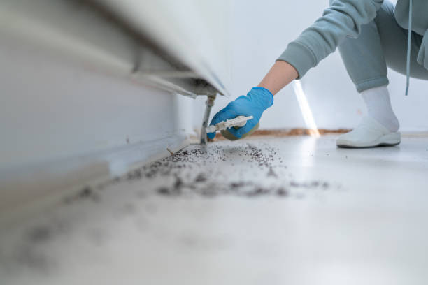Wasp Removal Services in Moon Lake, FL
